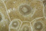 Polished Fossil Coral (Actinocyathus) - Morocco #100630-1